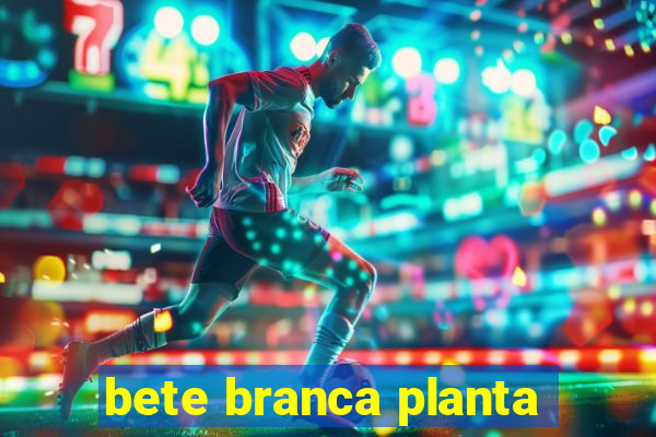 bete branca planta